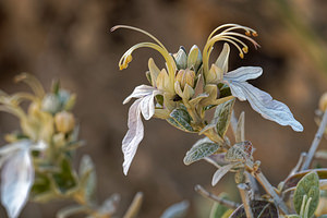 Teucrium fruticans (Lamiaceae)  - Germandrée arbustive, Germandrée en arbre - Shrubby Germander Serrania de Ronda [Espagne] 06/05/2018 - 1160m