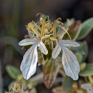 Teucrium fruticans (Lamiaceae)  - Germandrée arbustive, Germandrée en arbre - Shrubby Germander Serrania de Ronda [Espagne] 06/05/2018 - 1160m