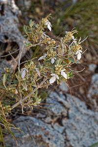Teucrium fruticans (Lamiaceae)  - Germandrée arbustive, Germandrée en arbre - Shrubby Germander Serrania de Ronda [Espagne] 06/05/2018 - 1160m