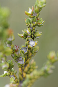 Thymelaea hirsuta (Thymelaeaceae)  - Thymélée hirsute, Passerine hérissée, Passerine hirsute Almeria [Espagne] 04/05/2018 - 310m