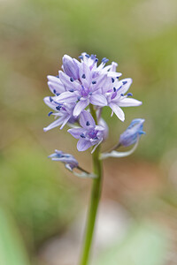 Tractema lilio-hyacinthus (Asparagaceae)  - Scille lis-jacinthe Asturies [Espagne] 21/05/2018 - 1120m