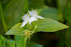 Tradescantia fluminensis (Commelinaceae)  - Éphémère des fleuves, Éphémère de Rio, Éphémère à feuilles de myrte - Wandering-Jew Lisbonne [Portugal] 12/05/2018 - 310m