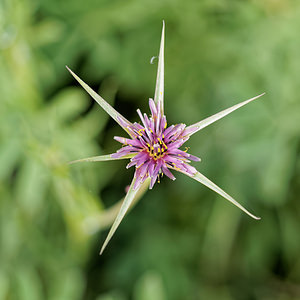 Tragopogon angustifolius Salsifis à feuilles étroites