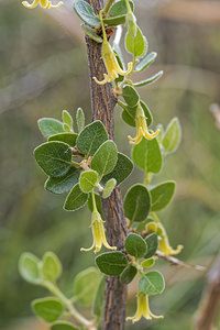 Withania frutescens (Solanaceae)  - Withanie frutescente Almeria [Espagne] 05/05/2018 - 360m