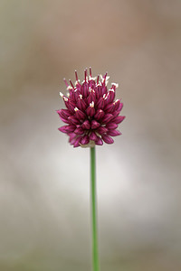 Allium sphaerocephalon (Amaryllidaceae)  - Ail à tête ronde - Round-headed Leek Alpes-de-Haute-Provence [France] 24/06/2018 - 730m