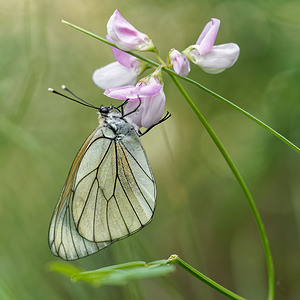 Aporia crataegi (Pieridae)  - Gazé Alpes-de-Haute-Provence [France] 25/06/2018 - 970m