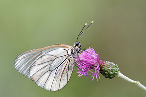 Aporia crataegi (Pieridae)  - Gazé Alpes-de-Haute-Provence [France] 27/06/2018 - 620m