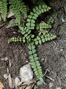 Asplenium trichomanes (Aspleniaceae)  - Doradille des murailles, Capillaire des murailles, Fausse capillaire, Capillaire rouge - Maidenhair Spleenwort Alpes-de-Haute-Provence [France] 29/06/2018 - 690m