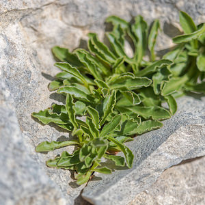 Campanula alpestris (Campanulaceae)  - Campanule alpestre, Campanule des Alpes, Campanule d'Allioni Alpes-de-Haute-Provence [France] 25/06/2018 - 1650m
