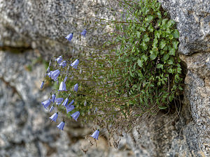 Campanula cochleariifolia (Campanulaceae)  - Campanule à feuilles de cranson, Campanule à feuilles de cochléaire, Campanule à feuilles de raifort - Fairy's-thimble Isere [France] 22/06/2018 - 990m