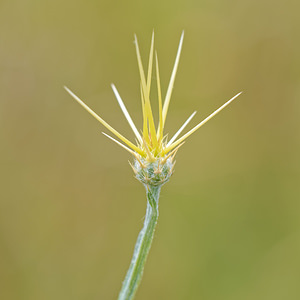 Centaurea solstitialis (Asteraceae)  - Centaurée du solstice - Yellow Star-thistle Alpes-de-Haute-Provence [France] 24/06/2018 - 730m