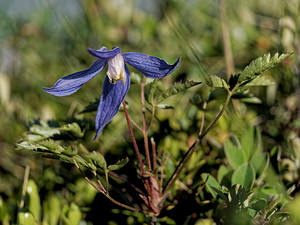 Clematis alpina (Ranunculaceae)  - Clématite des Alpes, Atragène des Alpes Savoie [France] 21/06/2018 - 2070m