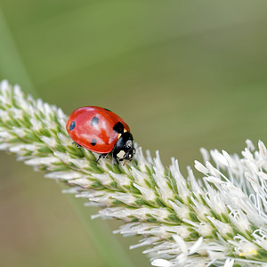 Coccinella septempunctata Coccinelle à 7 points, Coccinelle, Bête à bon Dieu Seven-spot Ladybird