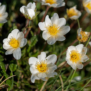 Dryas octopetala (Rosaceae)  - Dryade à huit pétales, Thé des alpes - Mountain Avens Savoie [France] 21/06/2018 - 2080m