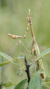 Empusa pennata (Empusidae)  - Empuse commune, Diablotin Alpes-de-Haute-Provence [France] 28/06/2018 - 770m