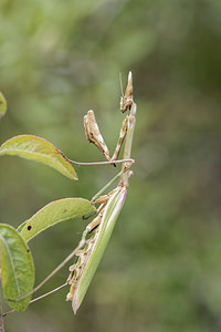 Empusa pennata (Empusidae)  - Empuse commune, Diablotin Alpes-de-Haute-Provence [France] 28/06/2018 - 770m