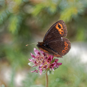 Erebia triarius (Nymphalidae)  - Moiré printanier Alpes-de-Haute-Provence [France] 25/06/2018 - 1660m