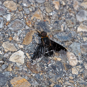 Hemipenthes velutina (Bombyliidae)  Alpes-de-Haute-Provence [France] 24/06/2018 - 650m