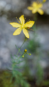 Hypericum coris (Hypericaceae)  - Millepertuis coris Alpes-de-Haute-Provence [France] 29/06/2018 - 630m