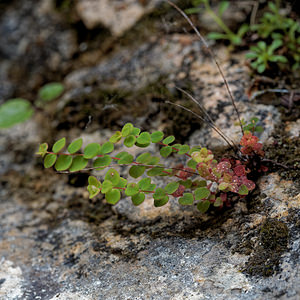 Hypericum nummularium (Hypericaceae)  - Millepertuis nummulaire, Millepertuis en forme de pièce de monnaie - Round-leaved St John's-wort Isere [France] 22/06/2018 - 1000m