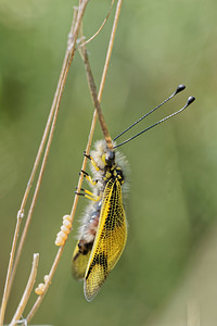 Libelloides longicornis (Ascalaphidae)  - Ascalaphe ambré Alpes-de-Haute-Provence [France] 28/06/2018 - 480m