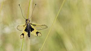 Libelloides longicornis Ascalaphe ambré