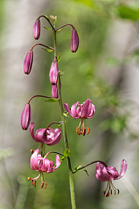 Lilium martagon (Liliaceae)  - Lis martagon, Lis de Catherine - Martagon Lily Alpes-de-Haute-Provence [France] 27/06/2018 - 630m