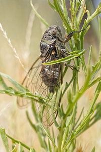 Lyristes plebejus (Cicadidae)  - Cigale plébéienne, Grande Cigale commune Vaucluse [France] 23/06/2018 - 120m