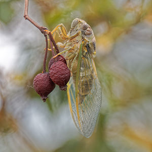 Lyristes plebejus Cigale plébéienne, Grande Cigale commune