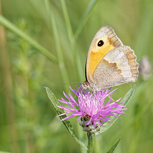 Maniola jurtina (Nymphalidae)  - Myrtil, Myrtile, Jurtine, Janire - Meadow Brown Alpes-de-Haute-Provence [France] 28/06/2018 - 480m