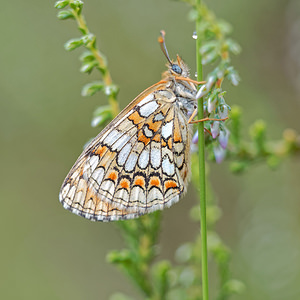 Melitaea parthenoides (Nymphalidae)  - Mélitée de la Lancéole, Mélitée des Scabieuses, Damier Parthénie Alpes-de-Haute-Provence [France] 24/06/2018 - 640m