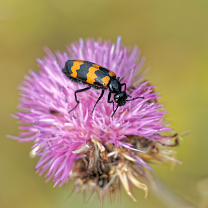 Mylabris variabilis (Meloidae)  - Mylabre à bandes, Mylabre variable Alpes-de-Haute-Provence [France] 24/06/2018 - 730m