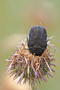 Netocia oblonga (Scarabaeidae)  - Cétoine oblongue Alpes-de-Haute-Provence [France] 24/06/2018 - 730m