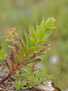 Phedimus spurius (Crassulaceae)  - Orpin bâtard, Phédime bâtard - Caucasian-stonecrop Haut-Rhin [France] 17/06/2018 - 900m