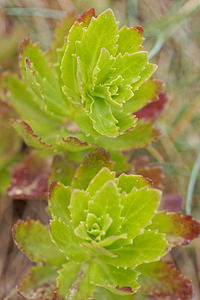 Phedimus spurius (Crassulaceae)  - Orpin bâtard, Phédime bâtard - Caucasian-stonecrop Haut-Rhin [France] 17/06/2018 - 900m