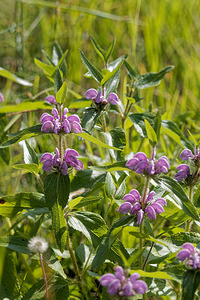 Phlomis herba-venti (Lamiaceae)  - Phlomide herbe-au-vent, Phlomis herbe-au-vent, Herbe-au-vent Alpes-de-Haute-Provence [France] 29/06/2018 - 830m