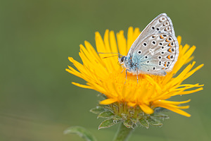 Polyommatus escheri (Lycaenidae)  - Azuré de l'Adragant, Azuré du Plantain, Azuré d'Escher, Argus bleu ciel Alpes-de-Haute-Provence [France] 24/06/2018 - 720m