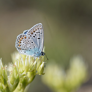 Polyommatus escheri (Lycaenidae)  - Azuré de l'Adragant, Azuré du Plantain, Azuré d'Escher, Argus bleu ciel Alpes-de-Haute-Provence [France] 27/06/2018 - 630m