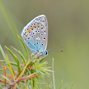 Polyommatus icarus (Lycaenidae)  - Azuré de la Bugrane, Argus bleu - Common Blue Alpes-de-Haute-Provence [France] 24/06/2018 - 630m