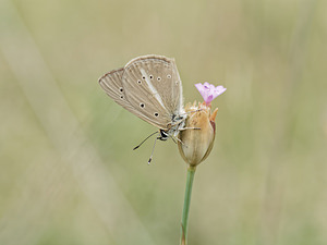 Polyommatus ripartii (Lycaenidae)  - Sablé provençal Alpes-de-Haute-Provence [France] 28/06/2018 - 760m