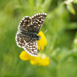 Pyrgus malvoides (Hesperiidae)  - Tacheté austral, Hespérie de l'Aigremoine, Hespérie de la Mauve du Sud Alpes-de-Haute-Provence [France] 25/06/2018 - 970m