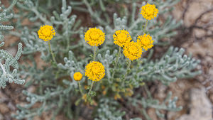 Santolina chamaecyparissus (Asteraceae)  - Santoline faux cyprès, Santoline petit cyprès, Santoline de Marchi - Lavender-cotton Alpes-de-Haute-Provence [France] 24/06/2018 - 730m