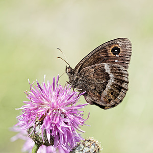 Satyrus ferula (Nymphalidae)  - Grande Coronide, Pupillé, Semi-Actéon Alpes-de-Haute-Provence [France] 26/06/2018 - 650m