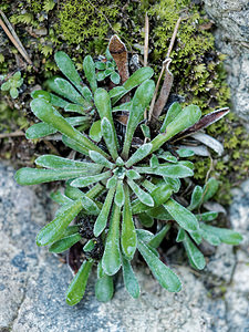 Saxifraga cochlearis (Saxifragaceae)  - Saxifrage en cuillère, Saxifrage en forme de coquille, Saxifrage en coquille, Saxifrage à feuilles en cuillère Alpes-de-Haute-Provence [France] 29/06/2018 - 630m