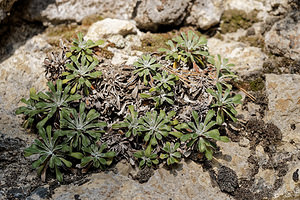 Saxifraga cochlearis (Saxifragaceae)  - Saxifrage en cuillère, Saxifrage en forme de coquille, Saxifrage en coquille, Saxifrage à feuilles en cuillère Alpes-de-Haute-Provence [France] 29/06/2018 - 650m