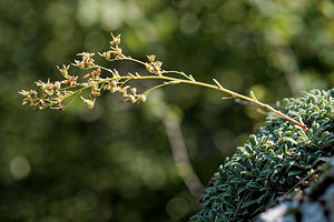 Saxifraga cochlearis (Saxifragaceae)  - Saxifrage en cuillère, Saxifrage en forme de coquille, Saxifrage en coquille, Saxifrage à feuilles en cuillère Alpes-de-Haute-Provence [France] 29/06/2018 - 650m
