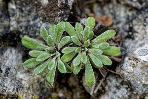 Saxifraga cochlearis (Saxifragaceae)  - Saxifrage en cuillère, Saxifrage en forme de coquille, Saxifrage en coquille, Saxifrage à feuilles en cuillère Alpes-de-Haute-Provence [France] 29/06/2018 - 630m