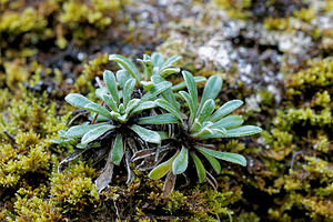 Saxifraga cochlearis (Saxifragaceae)  - Saxifrage en cuillère, Saxifrage en forme de coquille, Saxifrage en coquille, Saxifrage à feuilles en cuillère Alpes-de-Haute-Provence [France] 29/06/2018 - 630m