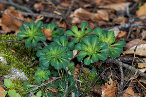 Saxifraga cuneifolia (Saxifragaceae)  - Saxifrage à feuilles en coin - Lesser Londonpride Alpes-de-Haute-Provence [France] 25/06/2018 - 1590m