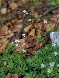 Saxifraga cuneifolia (Saxifragaceae)  - Saxifrage à feuilles en coin - Lesser Londonpride Alpes-de-Haute-Provence [France] 25/06/2018 - 1590m